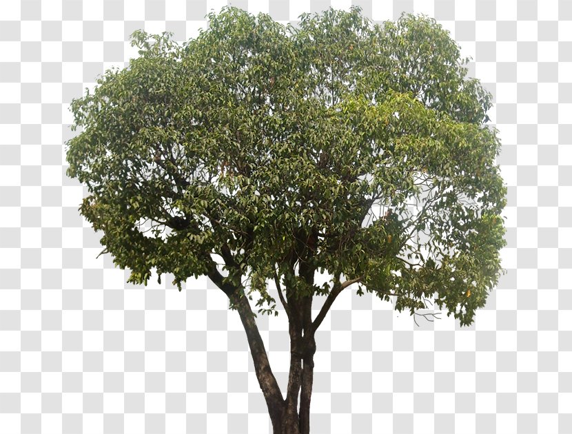 Branch Tree Shrub - Rhapis Transparent PNG