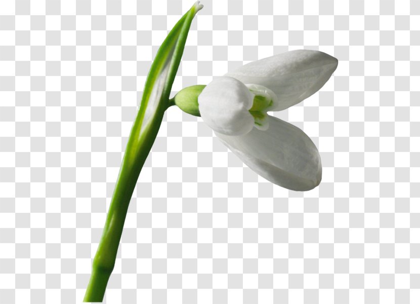 Snowdrop Flower Raster Graphics Clip Art - Plant Transparent PNG