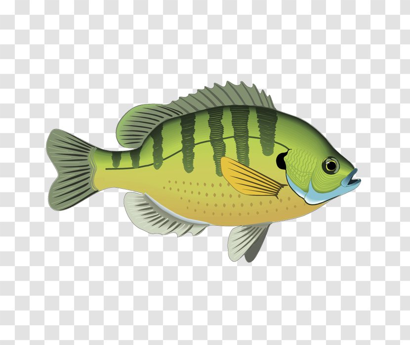 Fresh Water Fishing Clip Art - Bass - Cartoon Ornamental Fish Transparent PNG