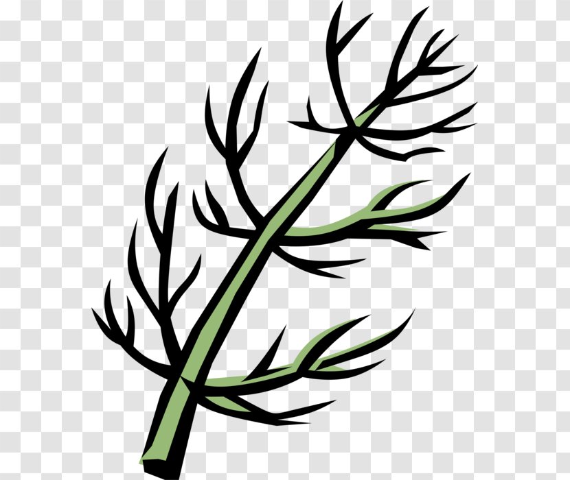 Clip Art Leaf Plant Stem Flower Line - Grass - Fennel Streamer Transparent PNG