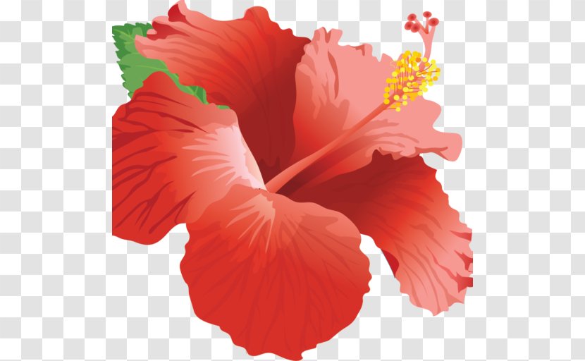 Shoeblackplant Home Page Web Design - Flower - Adult Ico Transparent PNG
