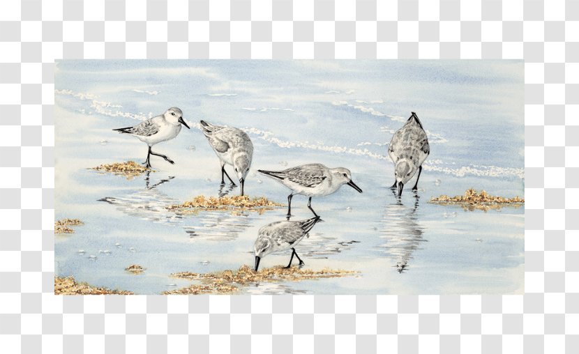Bird Watercolor Painting Pelican Crane - Fauna - Birds Transparent PNG