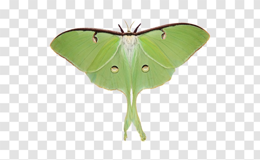 Brush-footed Butterflies Luna Moth Butterfly Small Tortoiseshell - Wing Transparent PNG
