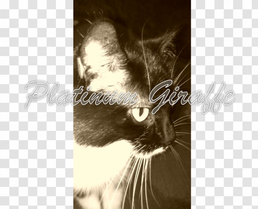 Whiskers Kitten Cat Fur Snout - Human Transparent PNG