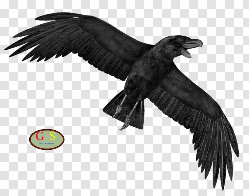 Crow Display Resolution Clip Art - Eagle Transparent PNG