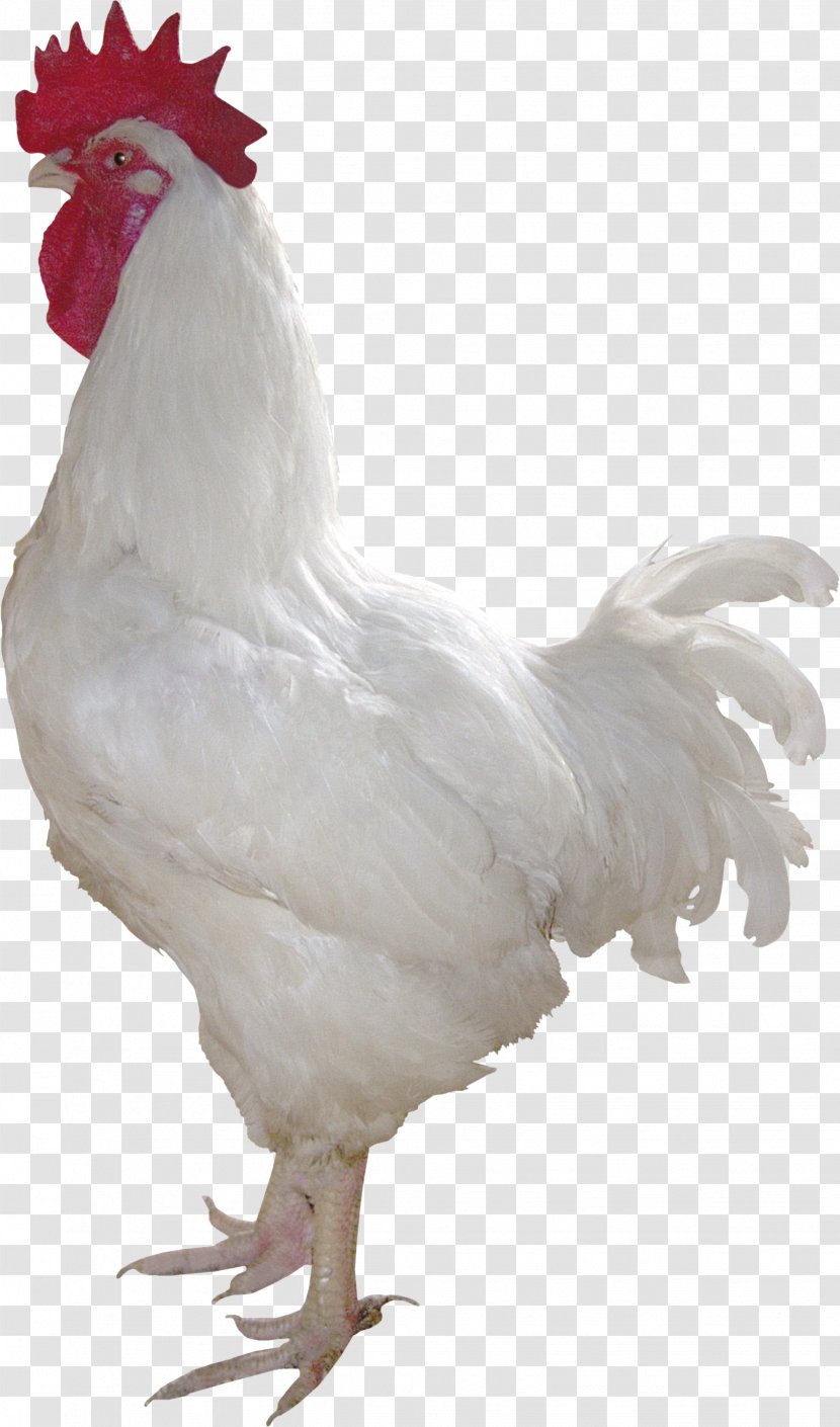 Chicken Rooster Poultry Duck White - Meat - Cock Transparent PNG