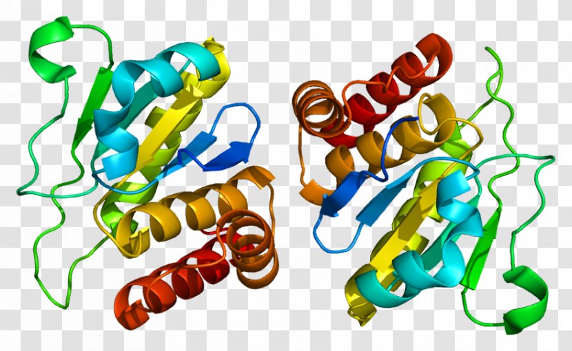 DUSP10 Dual-specificity Phosphatase Protein - Mapk - Gene Transparent PNG