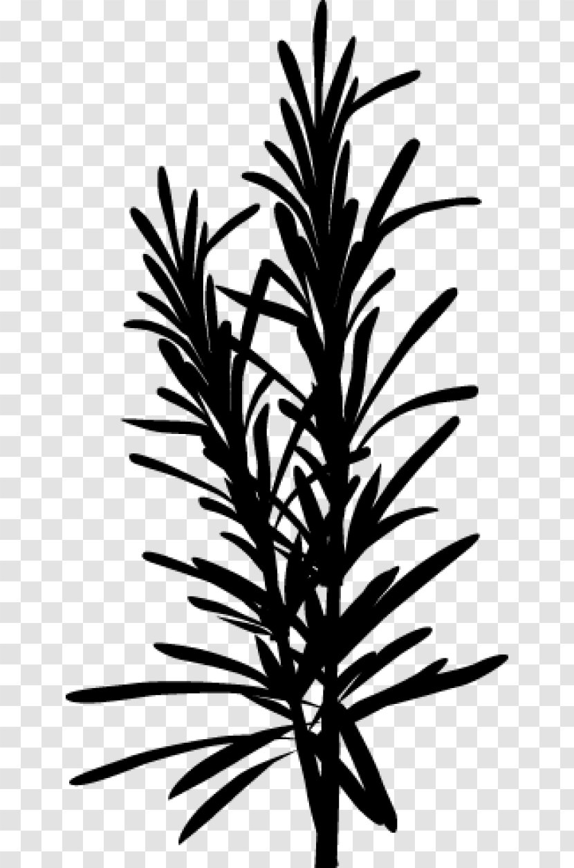 Palm Trees Plant Stem Twig Leaf Flower Transparent PNG