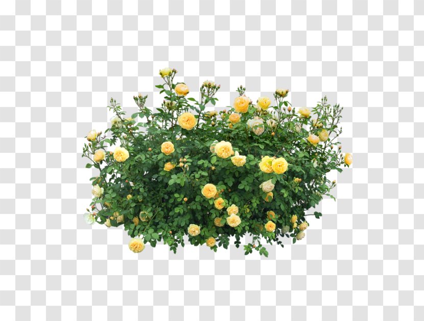 Trees & Shrubs Rose Clip Art - Flower Transparent PNG