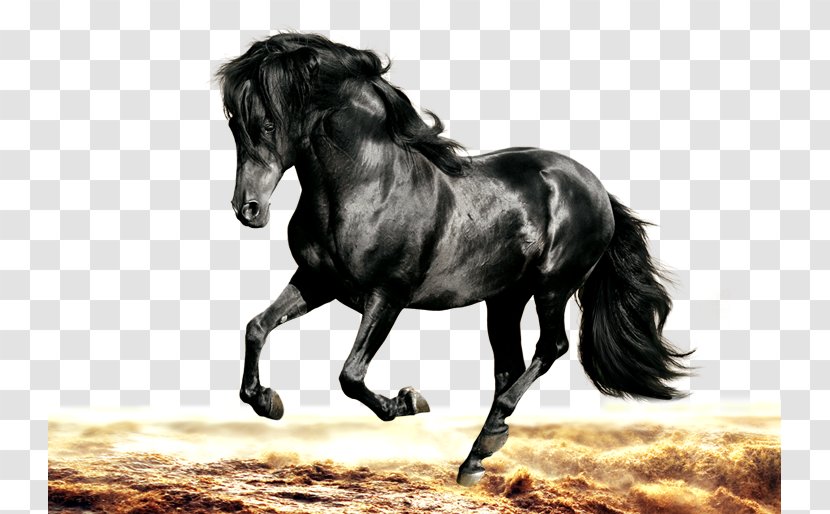 Arabian Horse Morgan Friesian Stallion Black - Mane - Dark Transparent PNG