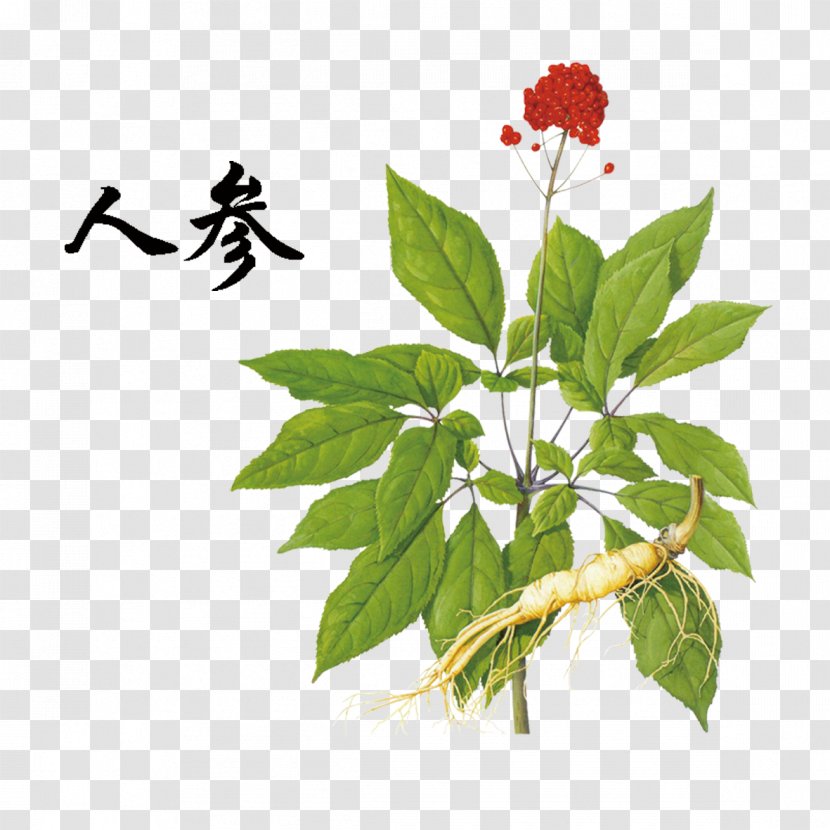 Green Ginseng - Branch - Extract Transparent PNG