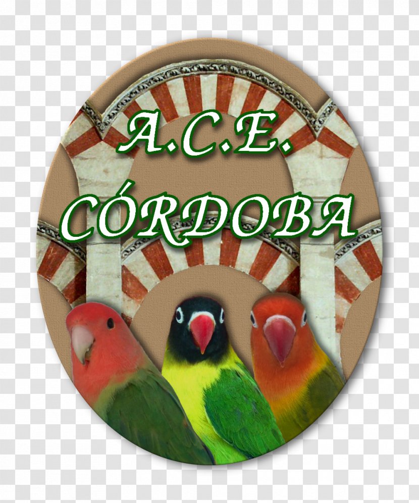 Mosque Of Cordoba Southern Vietnam Lovebird MBT Hanoi Fan Club - Parrot - Agapornis Transparent PNG