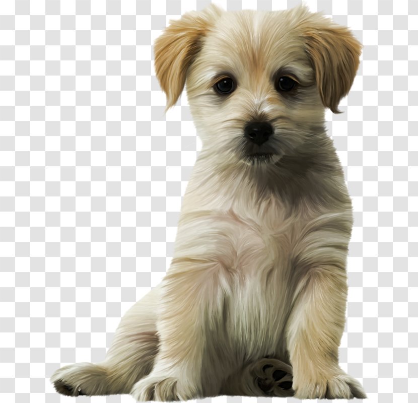 Dog Cat Puppy Kitten Felidae - Chinese Imperial - Cute Transparent PNG