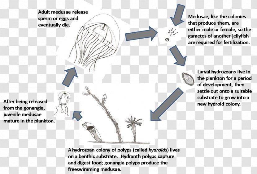Aurelia Aurita Hydrozoa Jellyfish Lake Biological Life Cycle Scyphozoa - Communication Transparent PNG