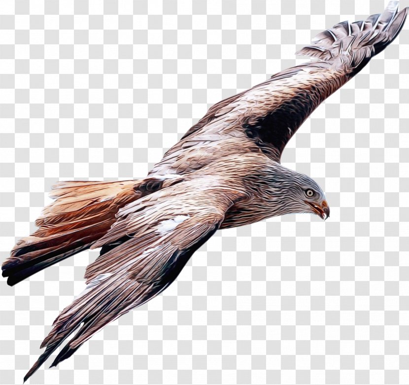 Eagle Drawing - Hawk - Wing Claw Transparent PNG