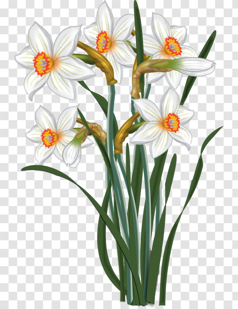 Painter Clip Art - Frame - Daffodil Transparent PNG