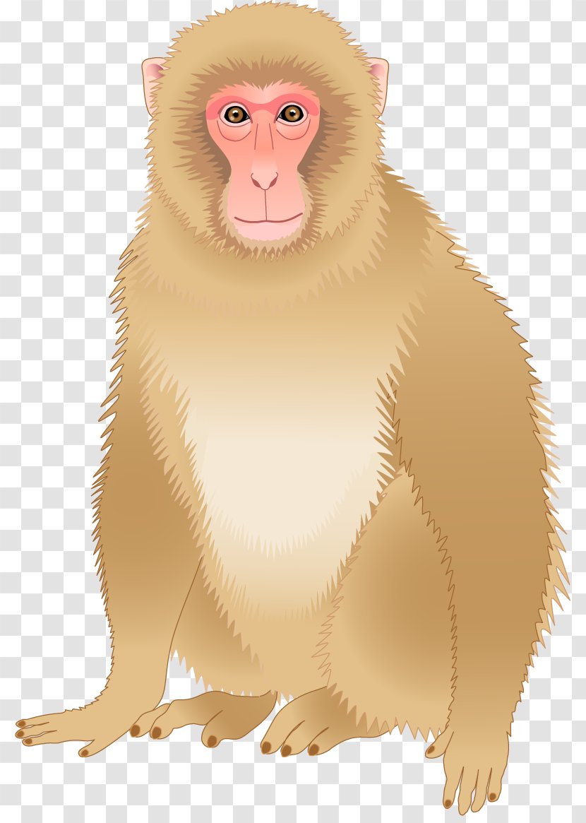 Monkey Download - Fauna Transparent PNG