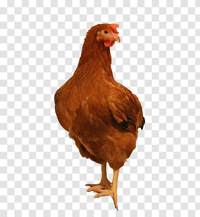 Rooster Leghorn Chicken Rhode Island Red Sussex Plymouth Rock - Freerange Eggs - Farm Transparent PNG