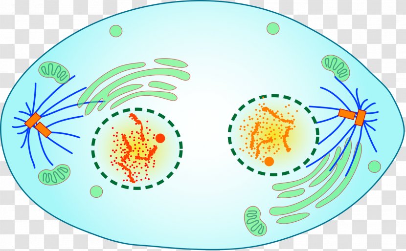 Mitosis And Meiosis Telophase Cell Division Cytokinesis - Dishware Transparent PNG