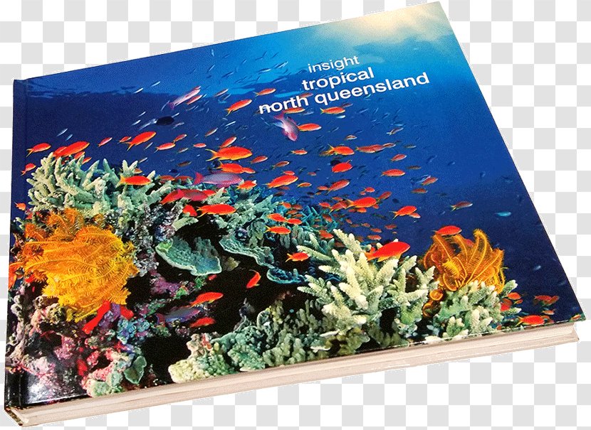Coral Reef Fish Ecosystem Marine Biology - Great Tribulation Transparent PNG