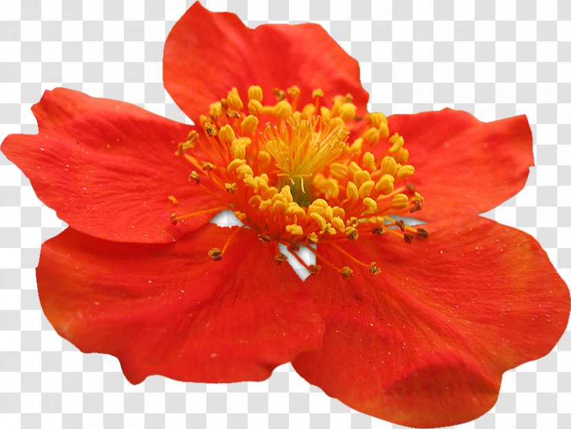 Alstroemeriaceae Malvales - Orange - Flowering Plant Transparent PNG