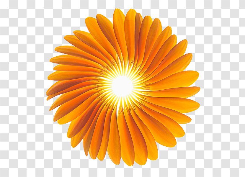 Gerbera Jamesonii Stock Photography Flower Alamy Orange - Symmetry - HQ Pictures Transparent PNG