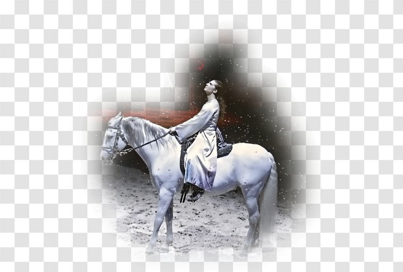 Stallion Rein Mustang Western Riding Equestrian - Email Transparent PNG