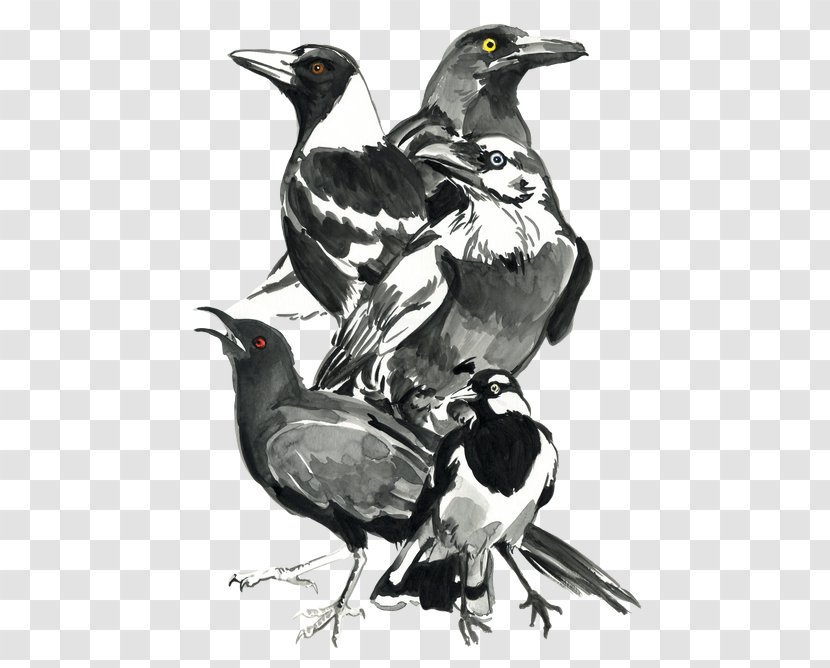 Bird Australian Magpie Magpie-lark Raven - Sticker Transparent PNG