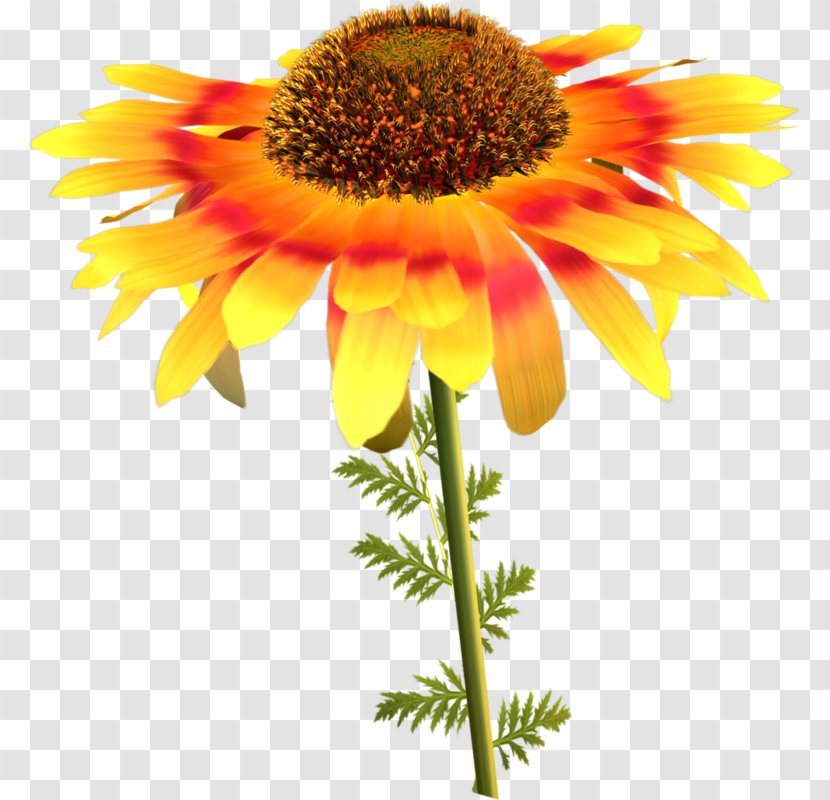 Common Sunflower Seed Daisy Family - Plant Stem - Flower Transparent PNG