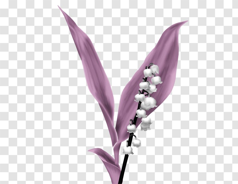 Flower Image Drawing Plants - Orchids Transparent PNG