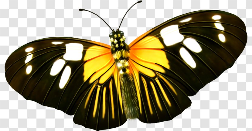 Butterfly Yellow Insect - Brush Footed - Cute Transparent PNG
