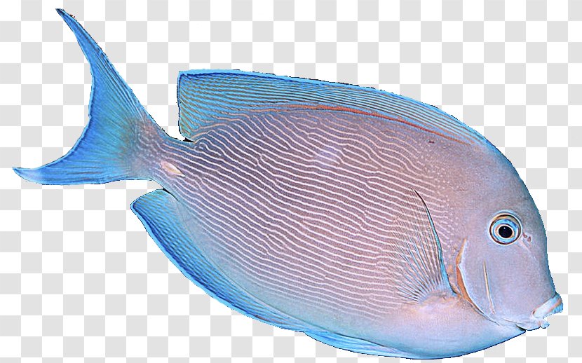 Fish Blue Sole Pomacanthidae - Seafood Bonyfish Transparent PNG