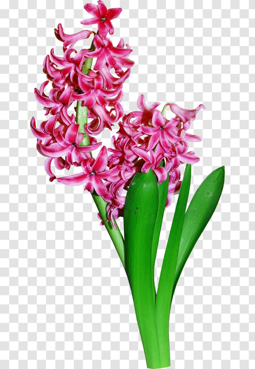 Floral Design Flower Hyacinth - Data Compression Transparent PNG