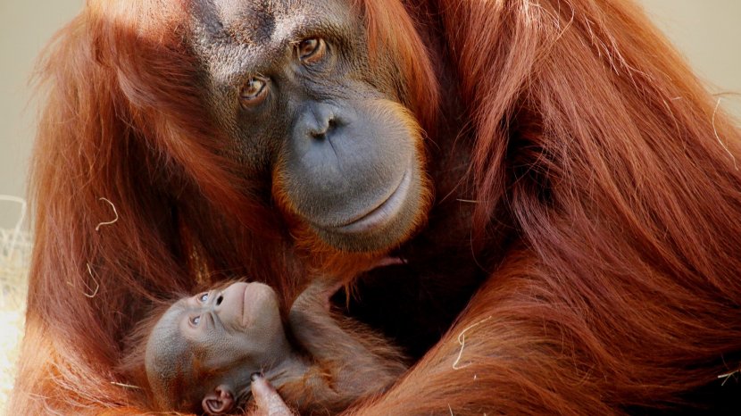 Busch Gardens Tampa SeaWorld Orlando Primate Bornean Orangutan - Great Ape Transparent PNG