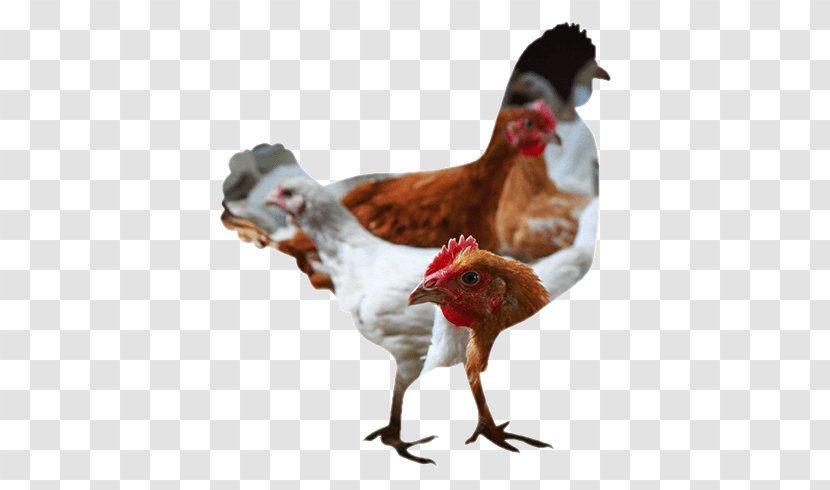 Rooster Chicken Broiler Meat Poultry Farming - Farm Transparent PNG