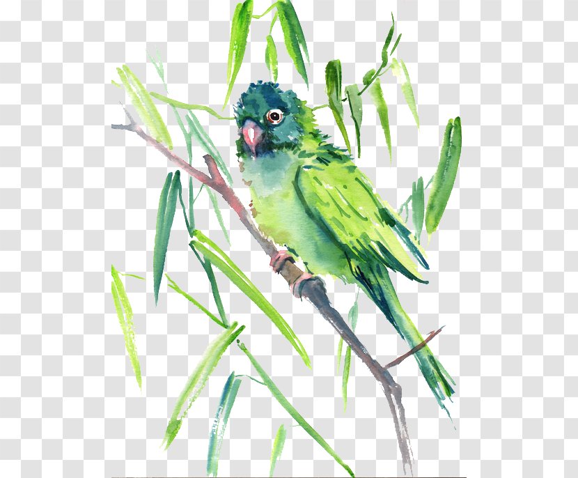 Bird Green - Parrot Transparent PNG