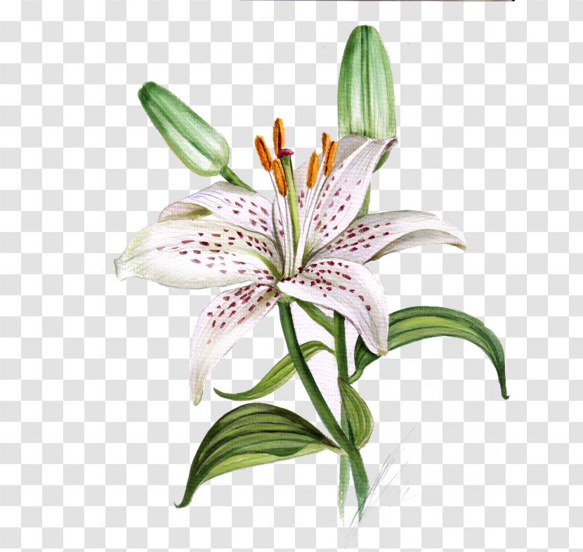 Lily Flower Cartoon - Order - Orange Transparent PNG