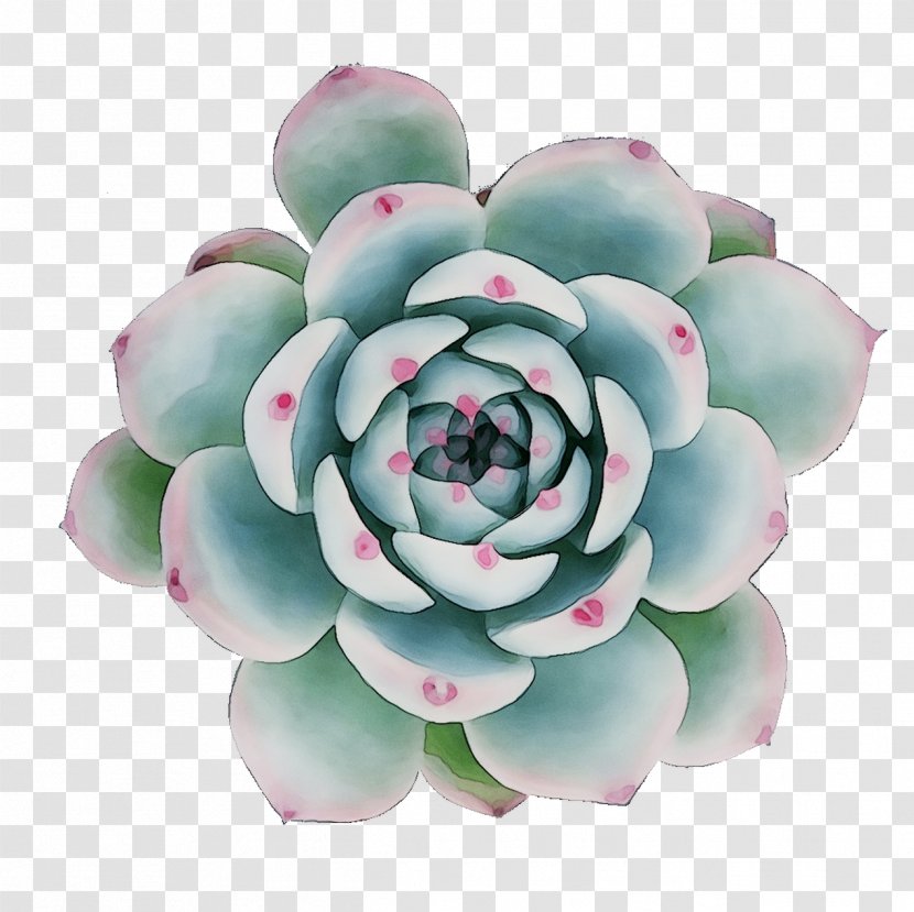 Cut Flowers Petal Artificial Flower Flowering Plant - Agave Transparent PNG