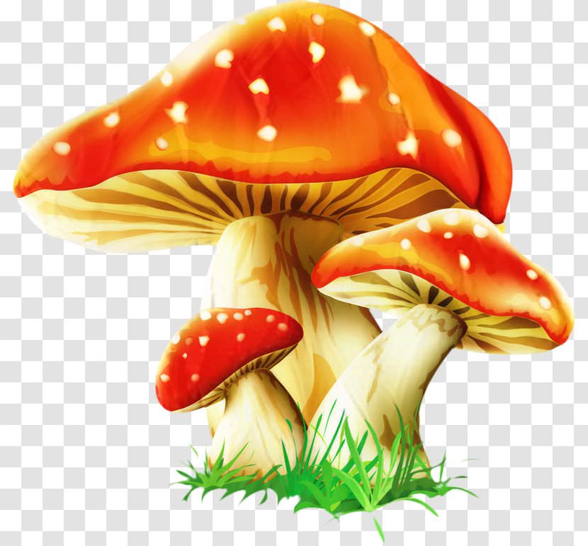 Clip Art Vector Graphics Image Mushroom - Agaricomycetes - Fly Agaric Transparent PNG