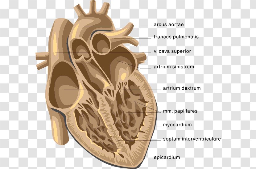 Heart Venn Diagram Anatomy Clip Art - Watercolor Transparent PNG