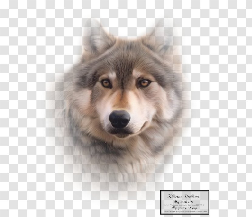 Saarloos Wolfdog Czechoslovakian Kunming Gray Wolf Sakhalin Husky - Seppala Siberian Sleddog - Dog Transparent PNG