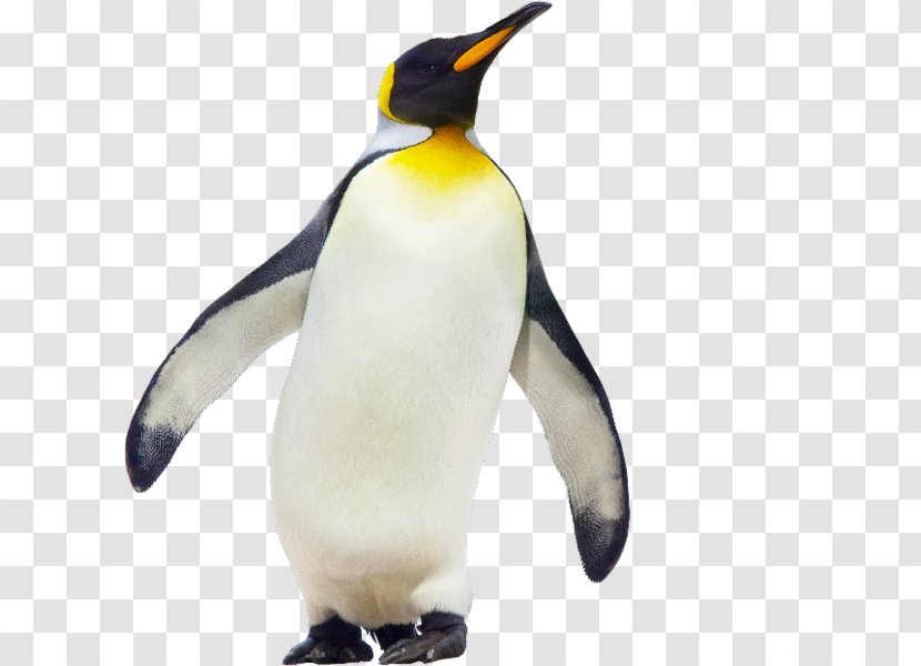 Penguin Chick Les Manchots Empereurs Bird - Emperor - Big Transparent PNG