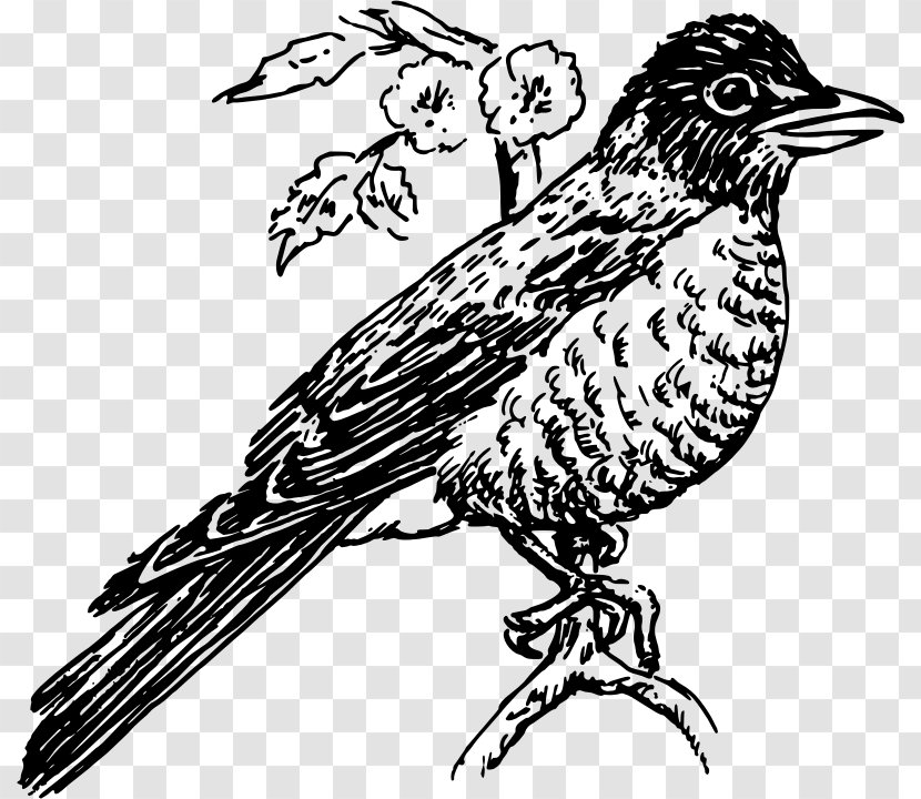 American Robin Line Art Clip - Fauna - Black And White Transparent PNG