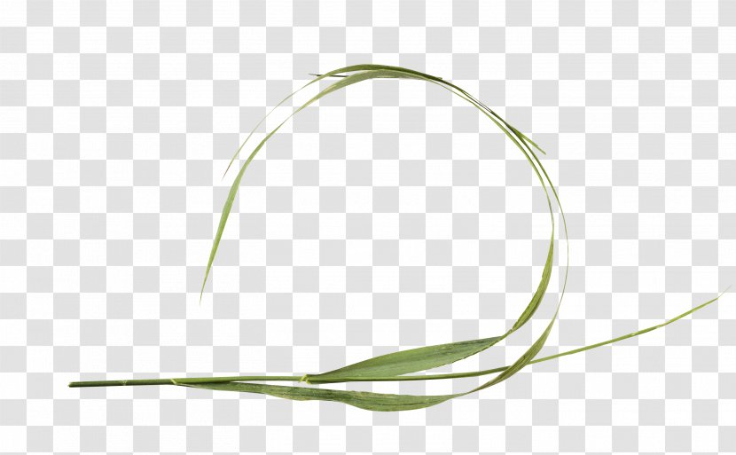 Commodity Leaf Line - Grass Family - трава Transparent PNG