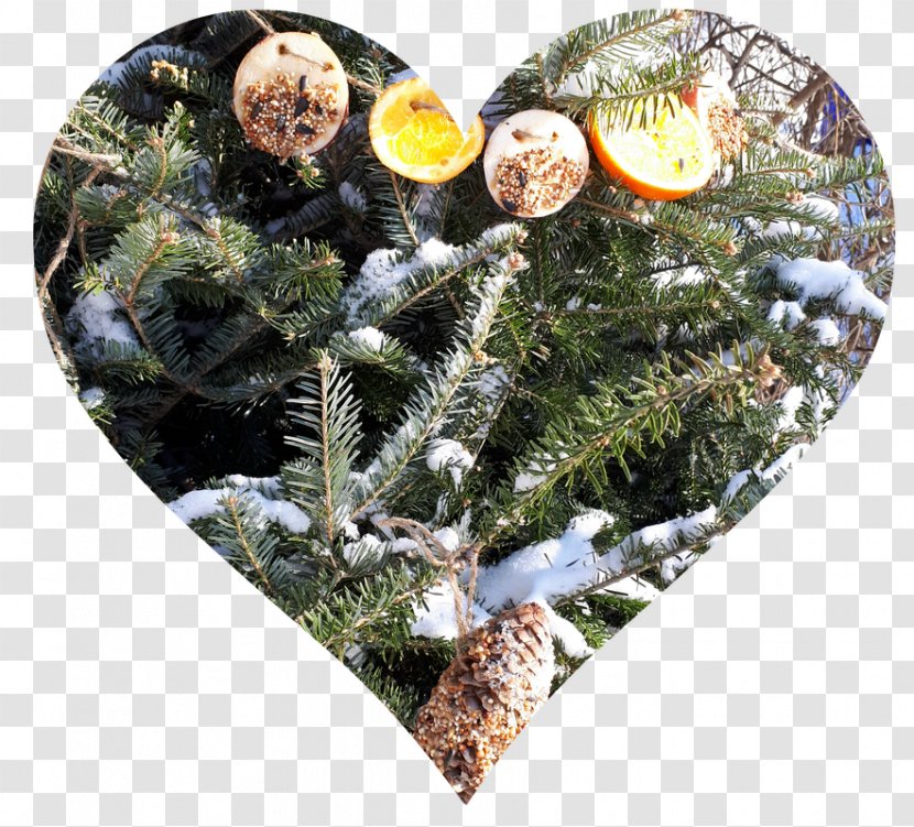 Fir Tree Christmas Ornament Plant Pine - Heart Transparent PNG