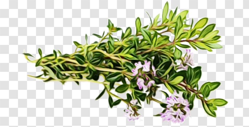 Rosemary - Shrub - Breckland Thyme Transparent PNG