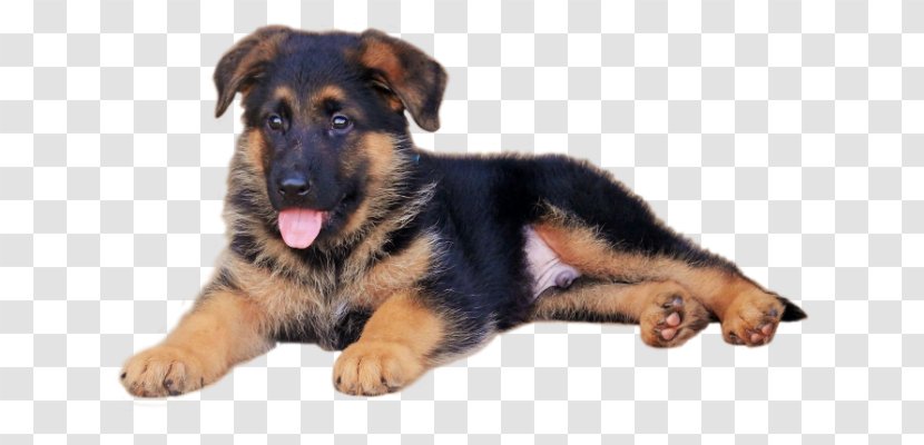 German Shepherd King White Puppy East-European - Cuteness - Cartoon Transparent PNG