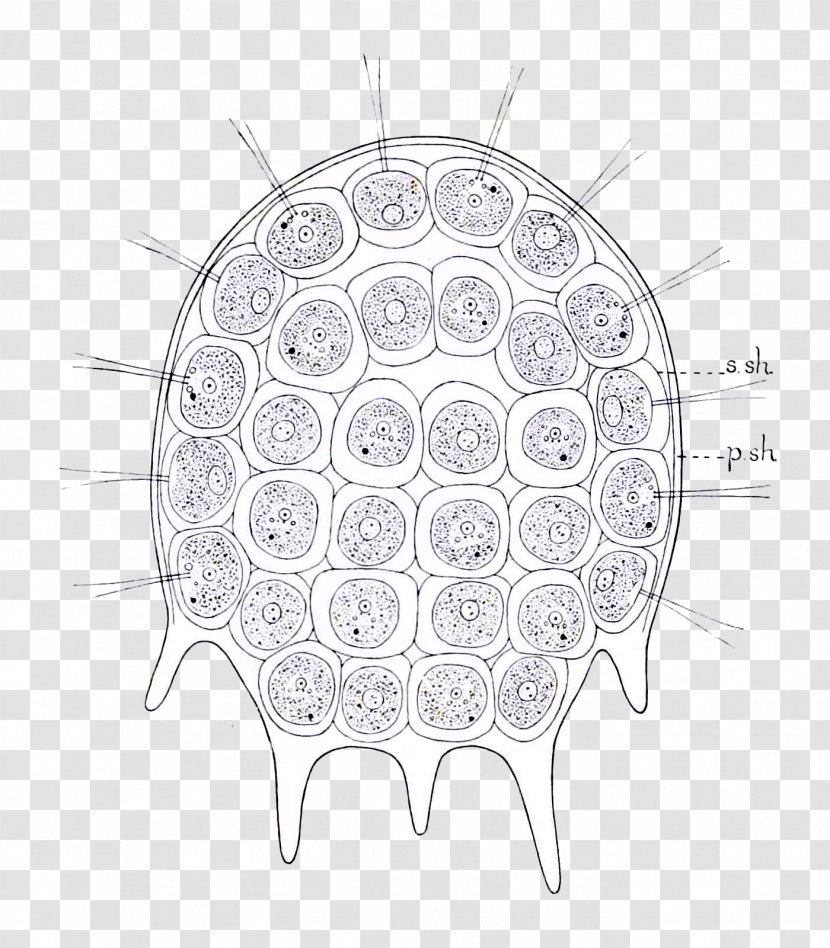 Product Design Visual Arts /m/02csf Drawing - Point - Algae Transparent PNG