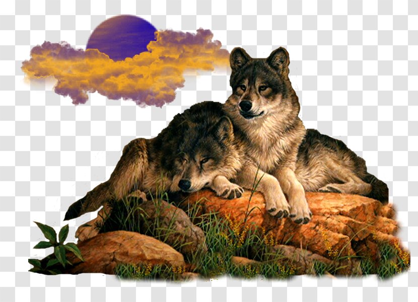 Gray Wolf Animaatio Avatar - Animation - Wolves Transparent PNG