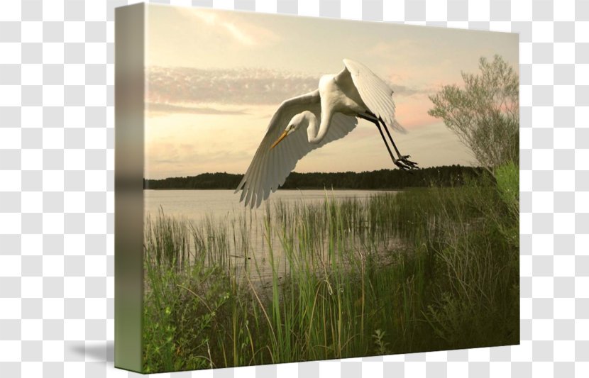 Bird Heron Great Egret Beak - Poster Design Transparent PNG